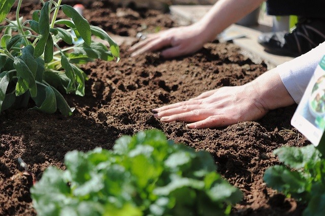 Cultivos de hortalizas: Planifica la siembra para esta primavera-verano