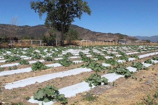 Portainjertos para sandías mejora la producción en condiciones de baja disponibilidad de agua en suelo