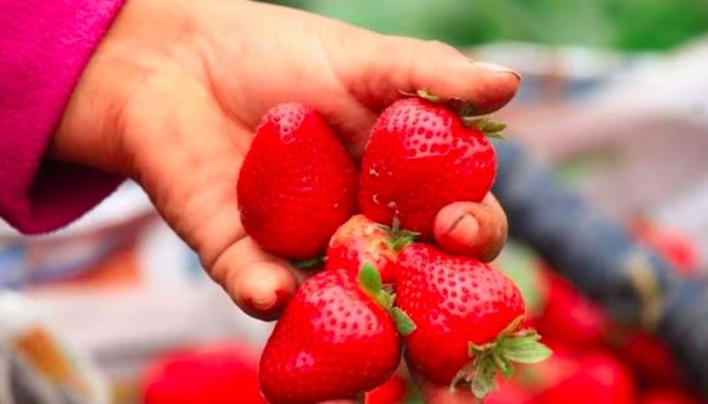 Perú: Exportaciones de fresas crecen y llegan a casi US$ 29 millones entre enero y agosto de este año