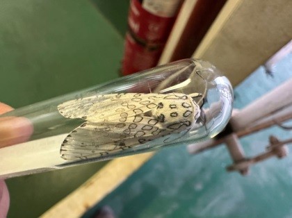 SAG detecta plaga no presente en Chile a bordo de buque atracado en SVTI