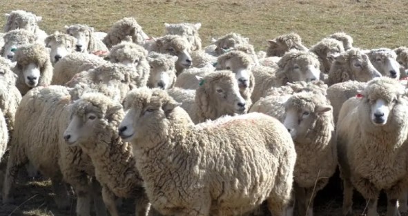 Productores consideran que el ingreso de ganado ovino representa un riesgo para Chile