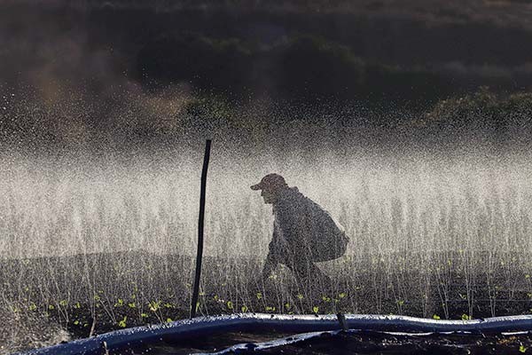 Congreso despacha proyecto que permite el riego agrícola con agua reciclada y queda listo para ser ley