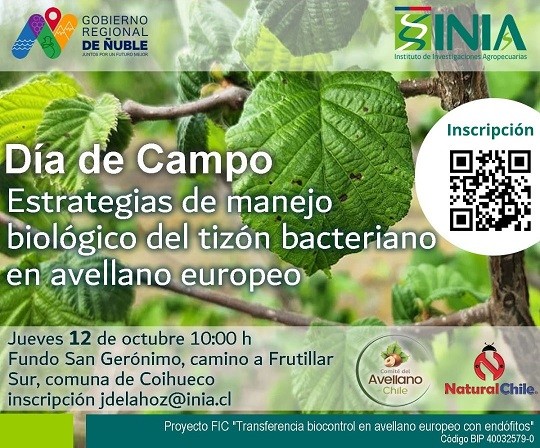 Productores de avellano europeo conocerán control de compleja enfermedad bacteriana por medio de hongos endófitos