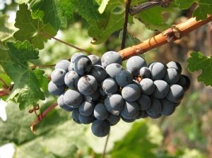 Un importante productor mundial de vinos prevé una fuerte caída en la cosech