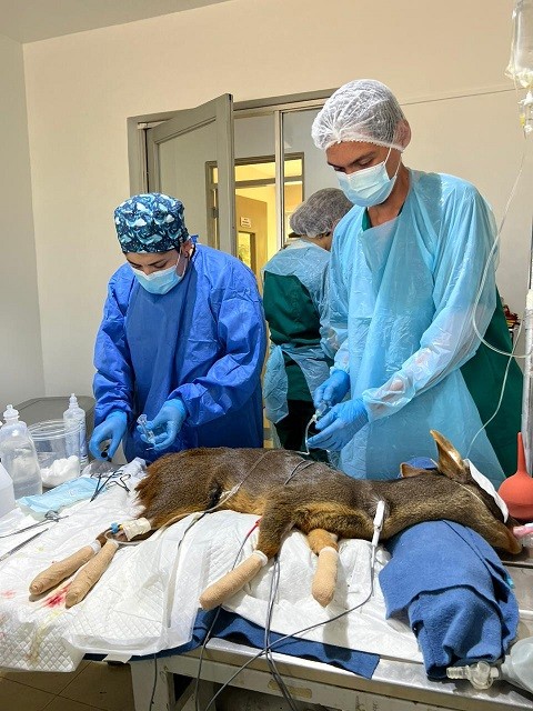 Centro de Rehabilitación de Fauna Silvestre de la UdeC realizó capacitación sobre bioseguridad