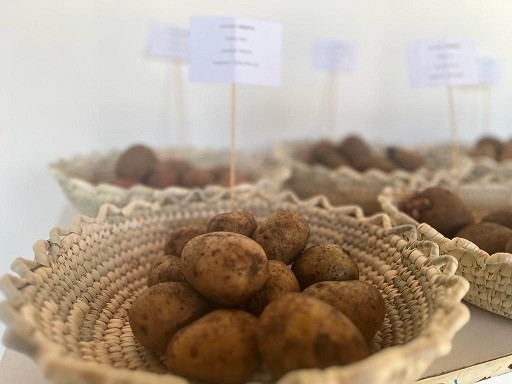 En Cañete: Productores de semilla de papa de la provincia de Arauco participan en Seminario sobre certificación