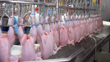 Brasil finaliza acuerdo de exportación de pollo con Argelia