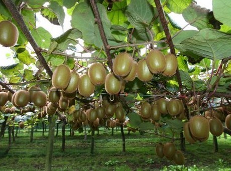 Científicos chilenos avanzan en el desarrollo de cultivos de kiwi y tomate resistentes a la salinidad y la sequía