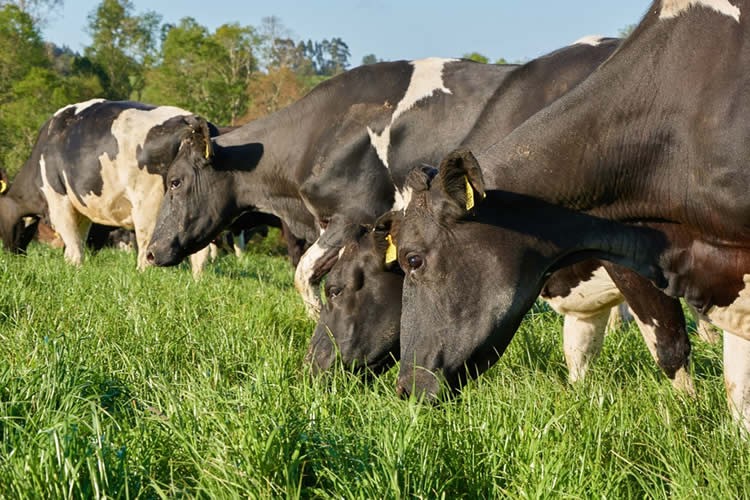 Situación regional: datos de producción de leche cruda mayormente a la baja al mes de agosto