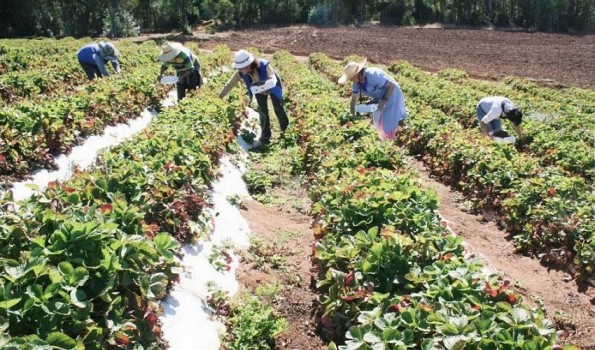 Industria agropecuaria y forestal empujan a Provincia de Biobío como la zona con más oportunidades laborales
