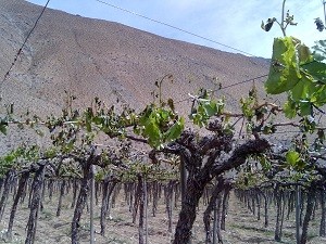 Para próxima temporada: Regantes de la Junta de Vigilancia del río Elqui coinciden en repartir lo mínimo en distribución de aguas