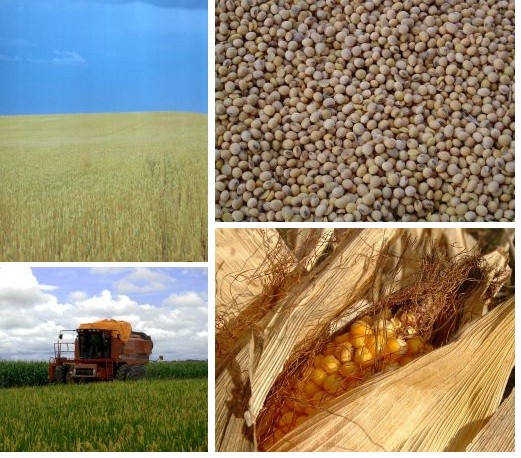 Guerra de Israel en Gaza puede impactar precios de los alimentos en todo el mundo