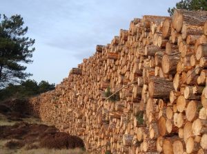Exportaciones forestales representaron el 63,1% del total exportado por la Región del Biobío el segundo trimestre de 2023