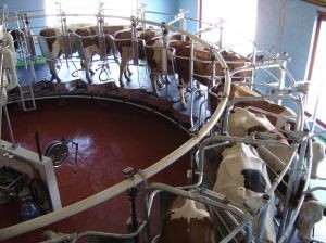 Industria láctea mantiene en general a la baja la compra de leche cruda al octavo mes del año