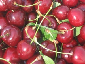 Argentina: Comienza temporada de cerezas con primeros envíos de Mendoza