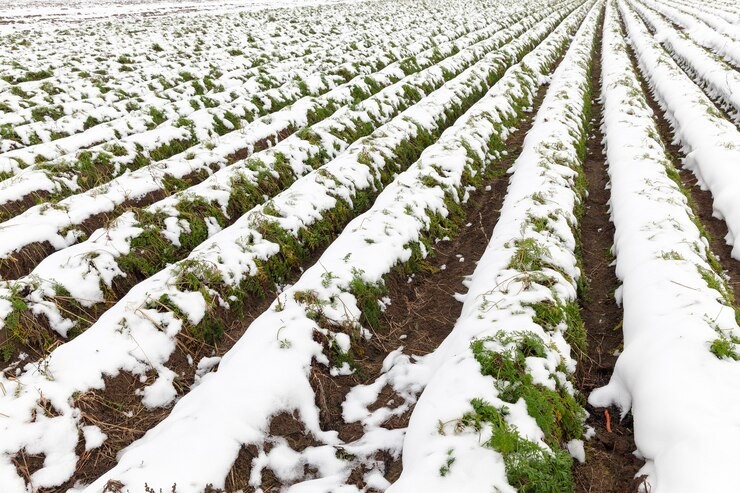 INDAP Biobío invita a contratar Seguros Agropecuarios
