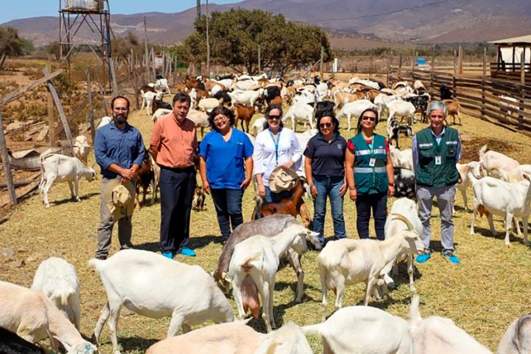 U. de Chile y crianceros de la Región de Coquimbo buscan dar denominación de origen al queso de cabra de la zona
