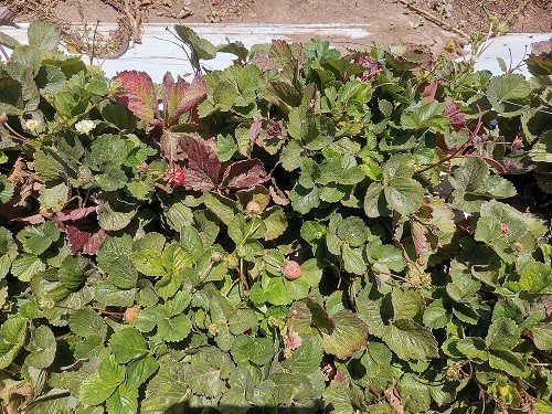 Nueva ficha técnica: avances y desafíos en el manejo del nemátodo de la frutilla