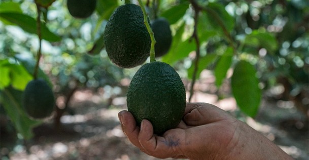 Perú: Producción nacional de palta disminuyó 6.9 % en agosto 2023