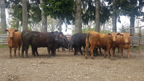 Comunicado de Prensa SAG Los Lagos supervisa condición sanitaria y proceso de exportación de ganado en pie a Perú