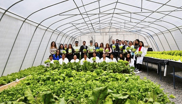 Más de 1.200 lechugas hidropónicas producirán las internas del CCP Iquique