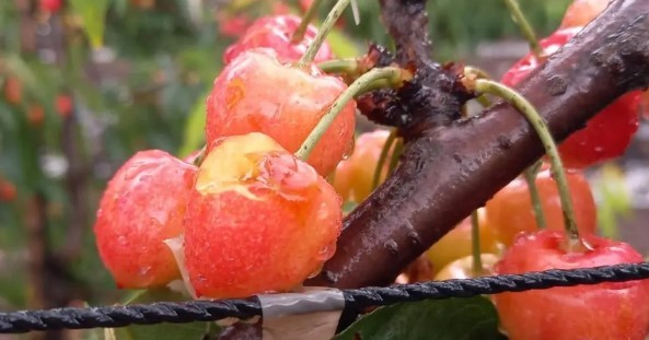 Importantes pérdidas de fruta temprana generaron lluvias en distintas regiones del país