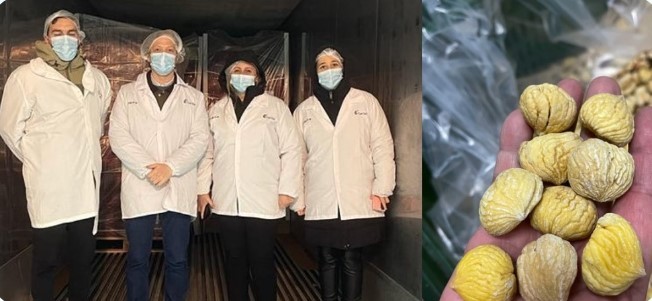 ProChile Ñuble: empresa realiza primera exportación de castañas marrones chilenas a Turquía