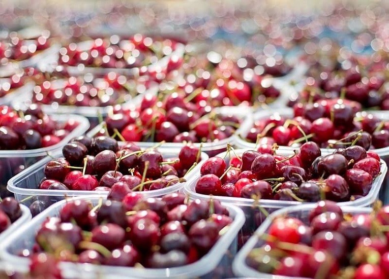 Productores de cerezas chilenas listos para la CIIE con técnicas especiales