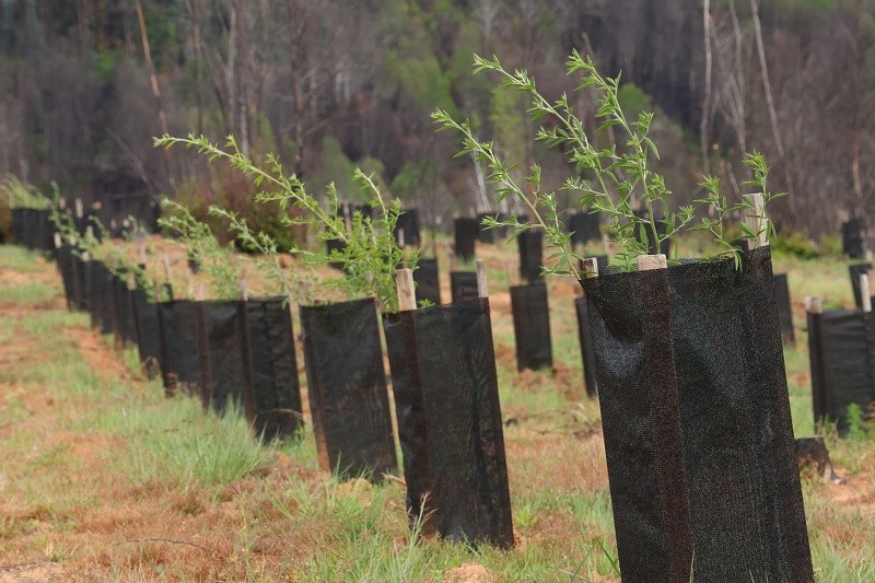 Desarrollan cierre de temporada de plantaciones para reconstrucción productiva post incendios forestales