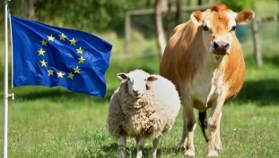 Caídas en la producción de carne de vacuno, ovino y caprino en la Unión Europea