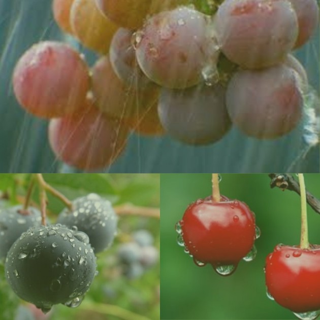 Frutas de Chile evalúa situación de la fruta ante lluvias