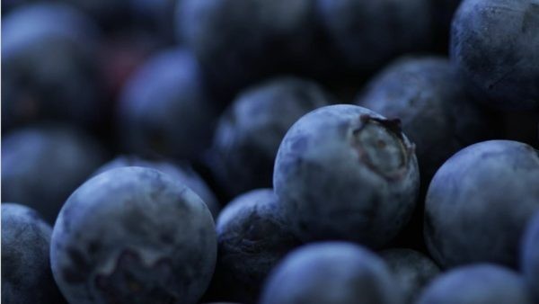 Perú: Producción de arándanos se contrae 52% esta temporada