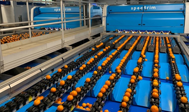 CÓMO LAS EMPRESAS DE EMBALAJE DE CÍTRICOS MEJORAN SU RENTABILIDAD GRACIAS A LAS ÚLTIMAS SOLUCIONES DE CLASIFICACIÓN Y CALIBRADO