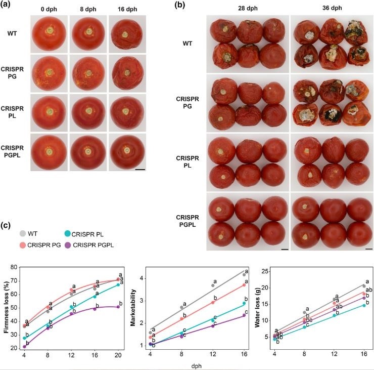 La edición genética podría revolucionar la industria del tomate desarrollando un producto más duradero y sabroso