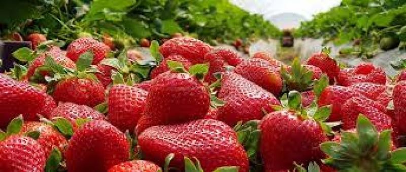 Perú: Exportaciones de fresa sumaron 20.338 toneladas por US$ 34 millones entre enero y septiembre de 2023