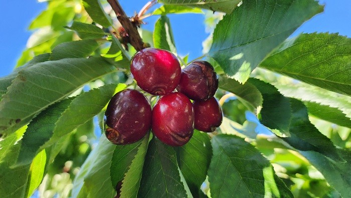 Fedefruta estima que hay un 30% de daño al menos en las variedades tempranas de cereza por las últimas lluvias