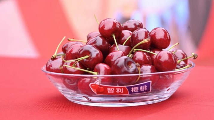 China: Cerezas chilenas enviadas por vía aérea comienzan a “calentar los motores” del consumo en el mercado chino
