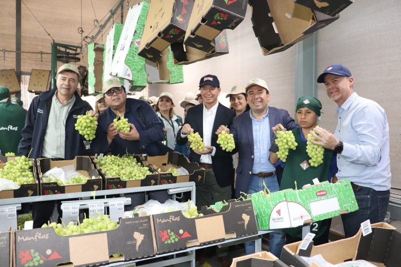 Dan inicio a la temporada de uvas de mesa chilena 2023-2024: Gremios insisten en la urgencia de contar con el Systems Approach para mejorar la competitividad de esta fruta