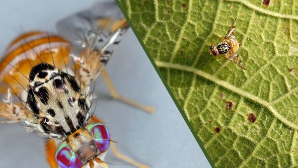 EEUU: Más de 2 millones de machos estériles de Mosca de la Fruta serán liberados en Los Ángeles
