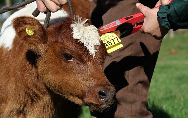 SAG LOS LAGOS RECUERDA A GANADEROS QUE FALTAN POCOS DÍAS PARA DECLARAR EXISTENCIA DE ANIMALES