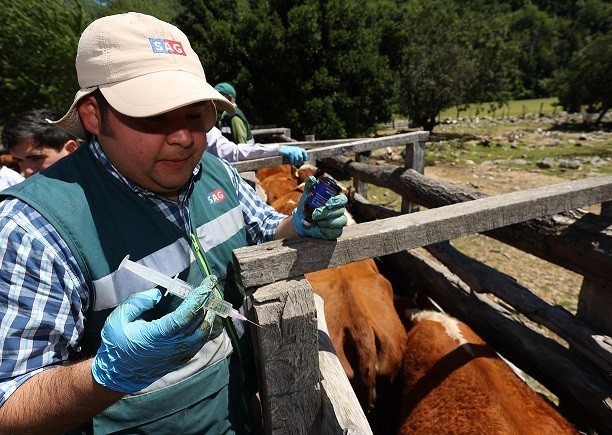 Científicos de la UdeC desarrollaron prototipo de vacuna contra virus que afecta a bovinos