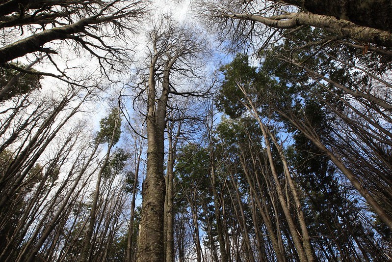 Acuerdos en Ley de Bosque nativo y nuevo modelo sectorial concretó el Consejo de Política Forestal