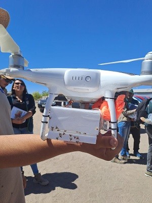 Innovación para el control de plagas: Con drones SAG libera ejemplares estériles de moscas de la fruta en oasis de Pica 