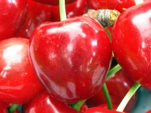Cereza chilena, un producto de lujo en Europa: El alto valor que alcanza el kilo en esta fecha