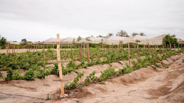 Cultivo experimental de Frambueso de Tacna Innova supera con éxito prueba de adaptabilidad a la región árida y desértica de Tacna
