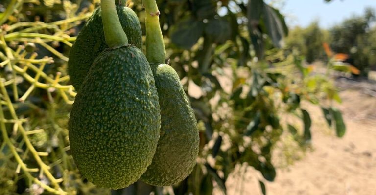 Perú: Producción de palta se redujo 35.0 % en septiembre