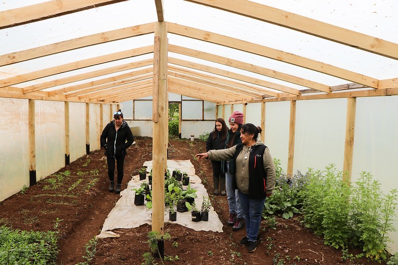 Mujeres huilliche podrían mejoran su economía familiar gracias a programa de CONAF: “Nosotras Restauramos Nativo”