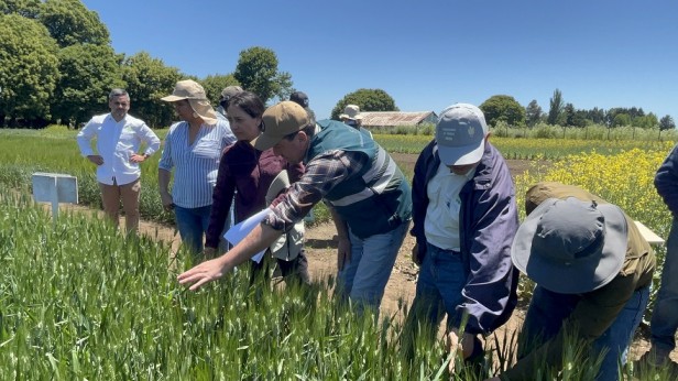 Día de Campo en Human - Los Ángeles: Productores de semillas visitan estación de prueba de variedades de cereales del SAG