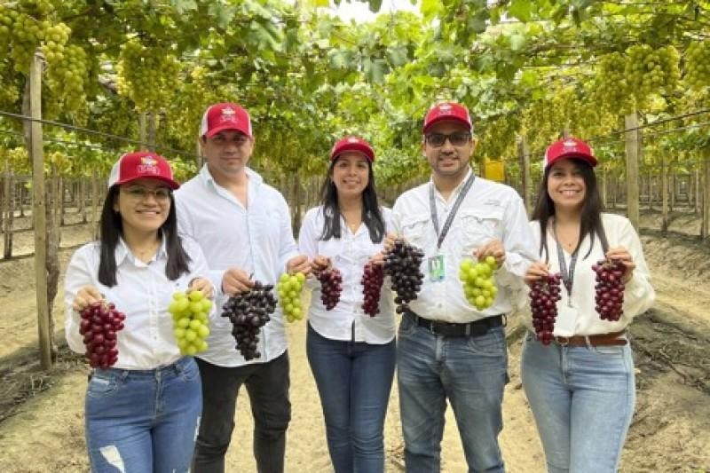 Señaló Antonio Escobar, de Divine Flavor La exportación de uva de Perú ha empezado mucho antes