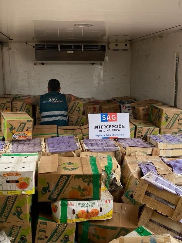 SAG en alerta por vegetales que ingresan ilegalmente a Chile con residuos de plaguicidas prohibidos